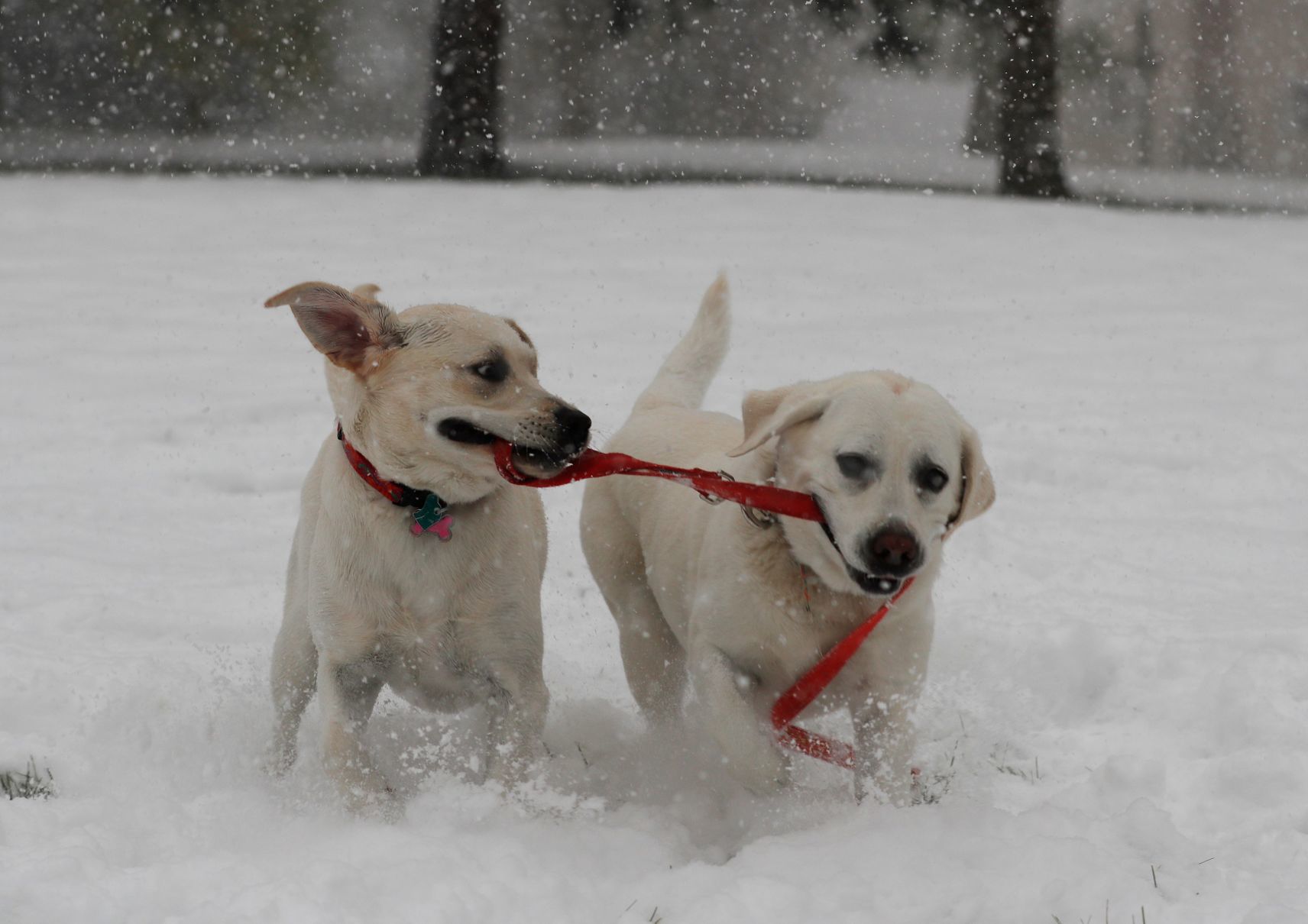 Snowstorm